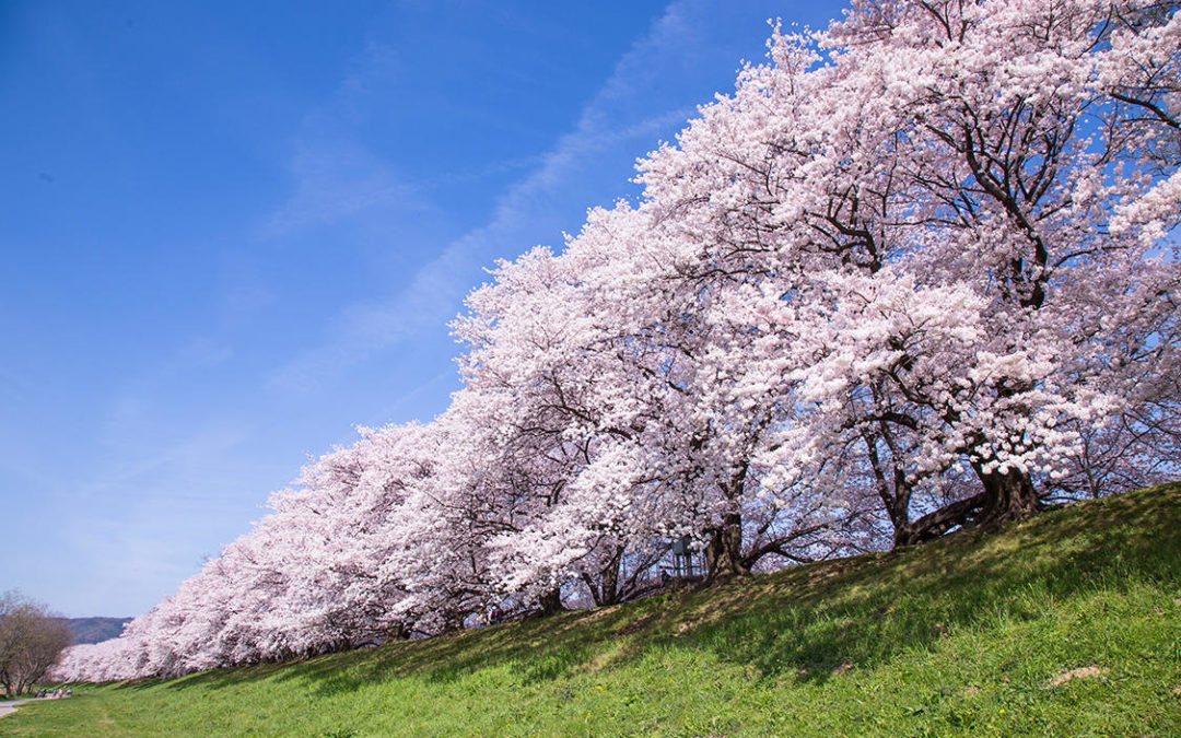 Hanami